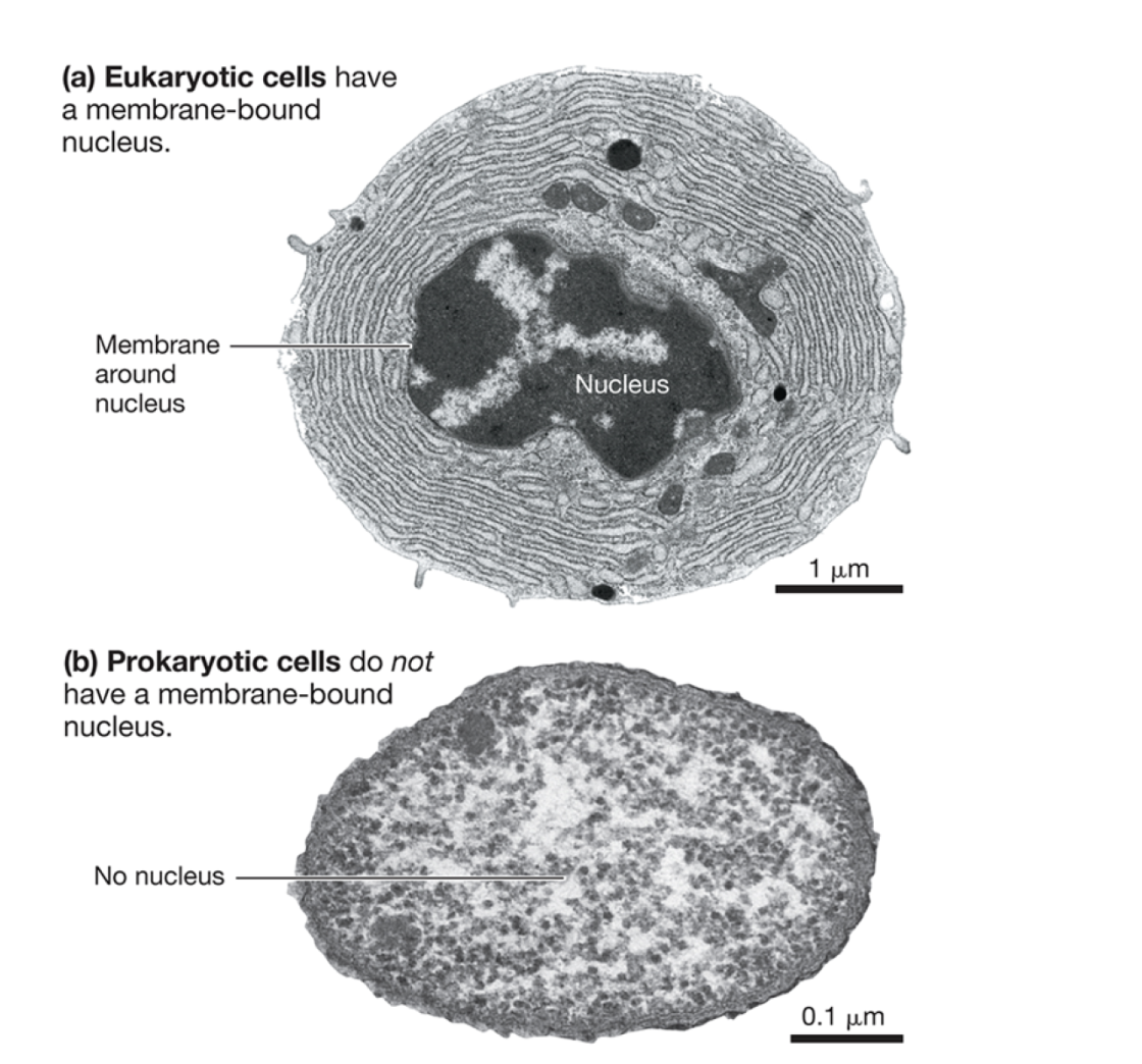 <ul><li><p>have a nucleus </p></li><li><p>include: humans, animals, amoeba&nbsp;</p><p></p></li></ul>