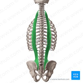 Identify what muscle is highlighted in green 