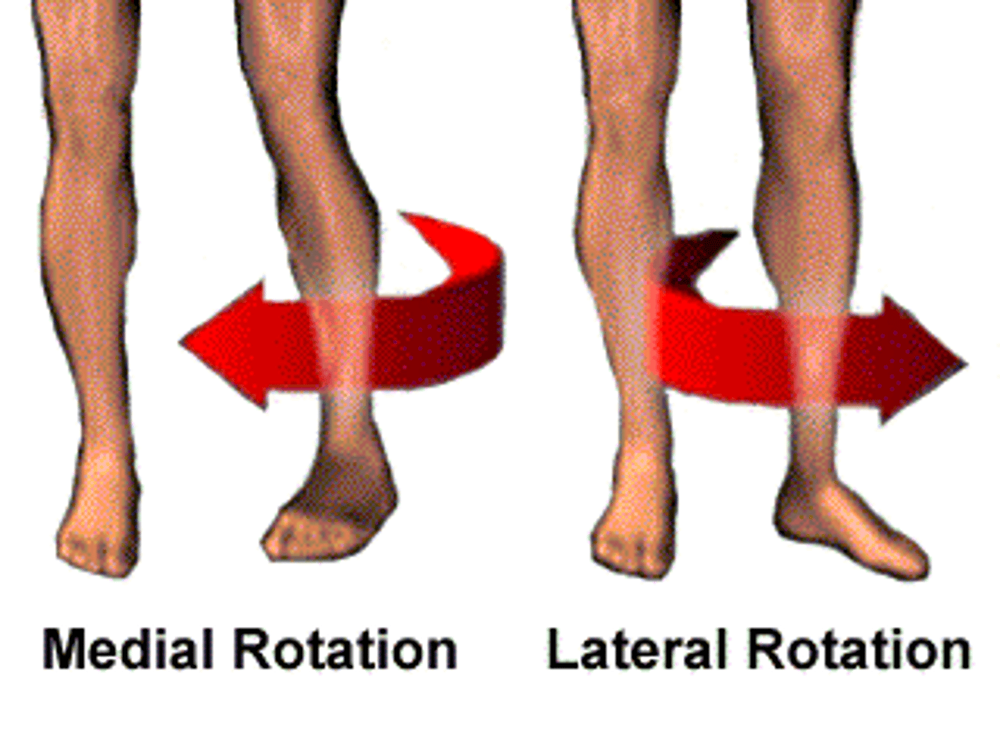 <p>Shoulder / Hip - rotation toward the midline (turn in)</p>