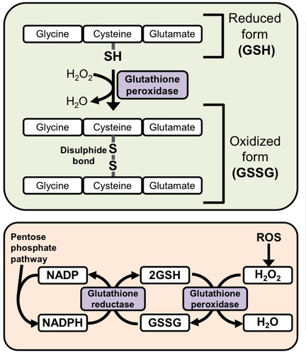 <p>Glutathione is a a tripeptide thats synthesised by the body to protect against oxidative damage. The thiol hroup (SH) of cysteine resudeus donate electrons to the ROS. GSH will then react with another GSH to form disulphide (GSSG). This action is catalysed by glutathione peroxidase which requires selenium to work.</p><p>The GSSG is then reduced back to GSH by glutathione reductase which catalyses the transfer of electrons from NADPH to the disulphide bond.</p>