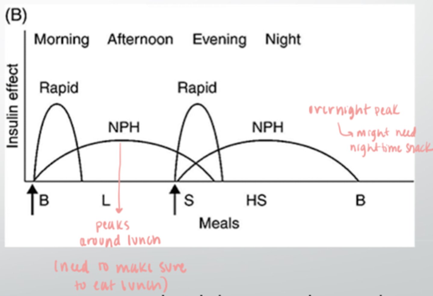 <p>-2 injections daily (breakfast and dinner) <br><br>-peaks around lunch and overnight <br><br>-may need to eat nighttime snack due to overnight peak</p>