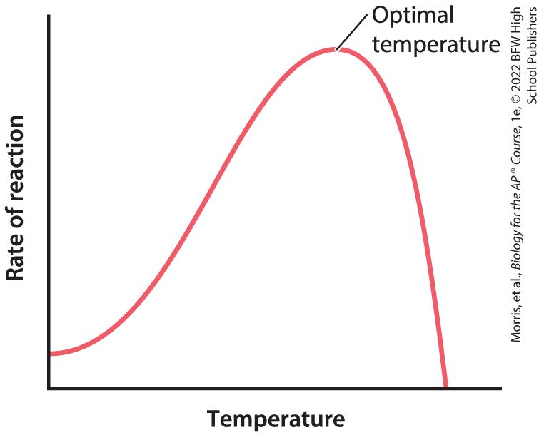 <p>the temperature at which the enzyme is most active; lower temperatures reduce enzyme activity b/c of lower kinetic energy</p>