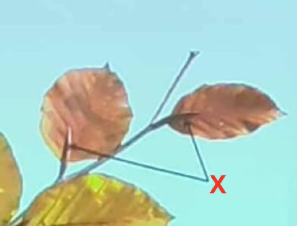 term image