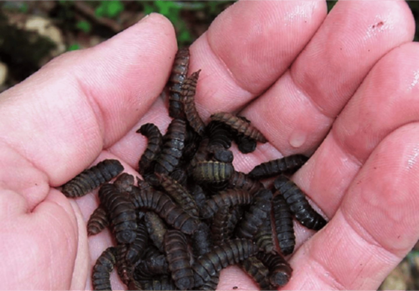 <p>zwarte vlieglarven</p>