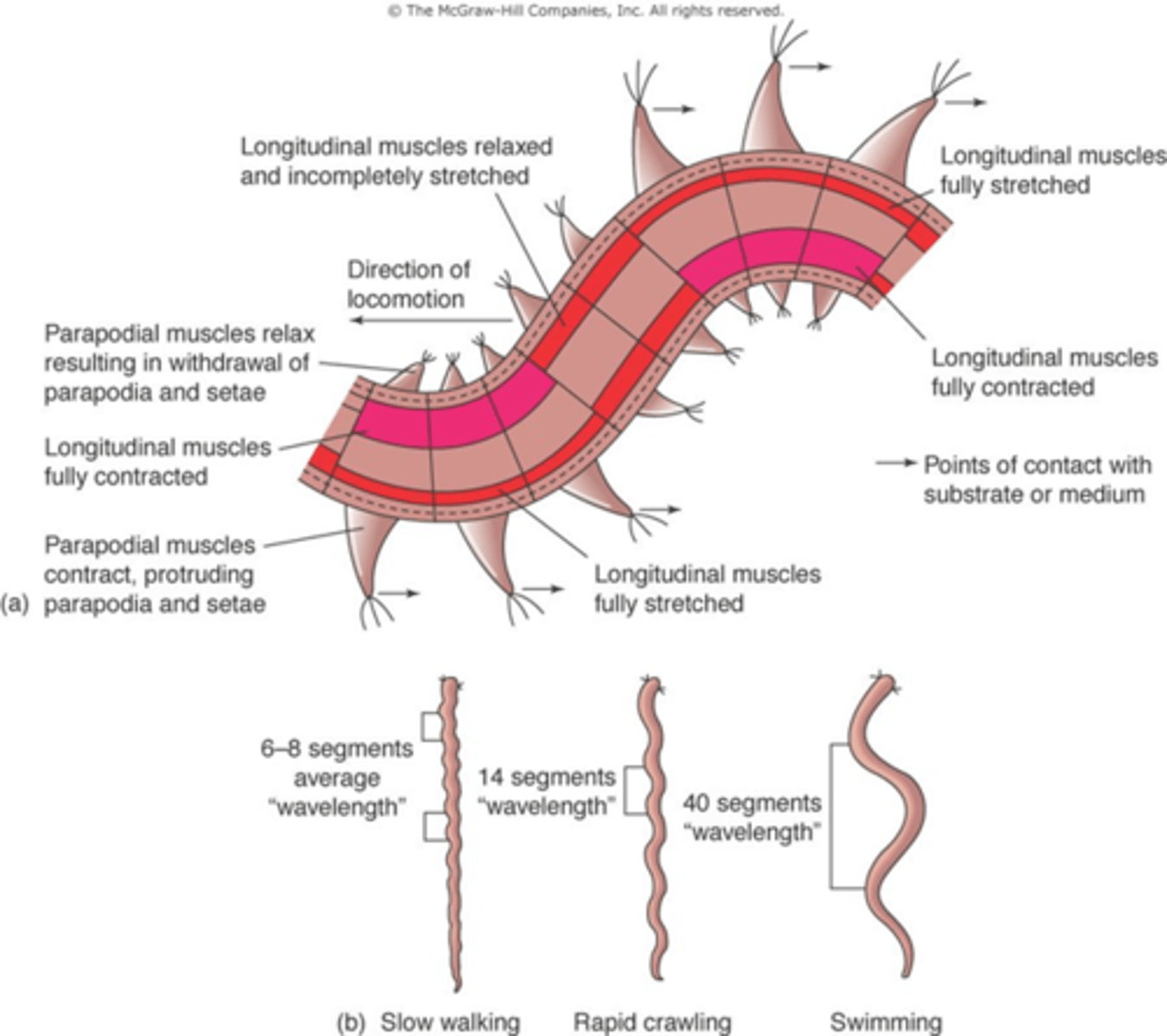 <p>If a sandworm were using 14 segments for locomotion, how fast would it be moving?</p><p>If a sandworm were using 40 segments for locomotion, how fast would it be moving?</p>