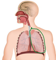 <p>Right 3 Lobes, Left 2 Lobes (Heart takes up space)</p>