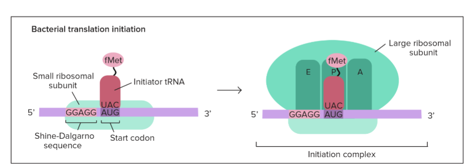 * begins near the AUG start codon
*  small ribosomal subunit binds to the ribosome binding site → Shine-Dalgarno sequence
* 3 step process:

  
  1. mRNA binds to a small ribosomal subunit
  2. Initiator tRNA bearing f-Met binds to the start codon
  3. Large ribosomal subunit binds so that the initiator tRNA is in the P site