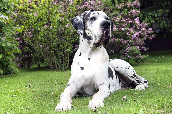 <p>Great Dane</p>