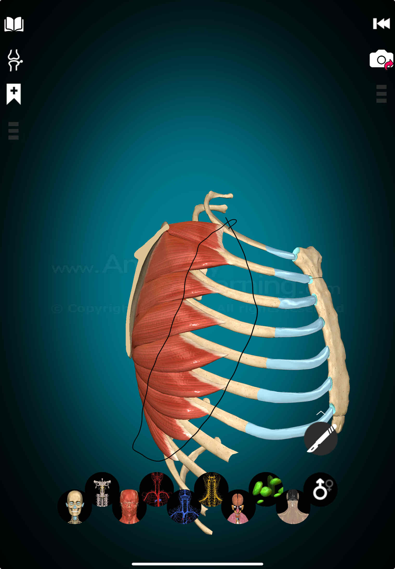 <p>Serratus Anterior Origin</p>