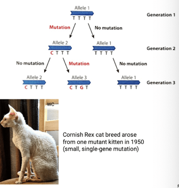 <p>Changes in an individual's DNA sequence</p>