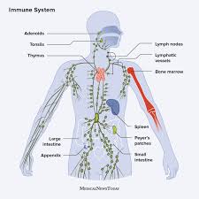 <p>immune system</p>