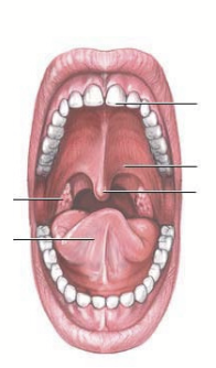 <p>Food is chewed (mechanical breakdown) and mixed with saliva.</p><p>Salivary glands release two enzymes:</p><ul><li><p>α-amylase: breaks down CHO</p></li><li><p>lingual lipase: breaks down TAGs (fats)</p></li></ul><p></p>