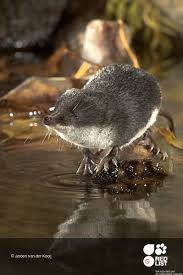 <p><em>Neomys fodiens </em></p>