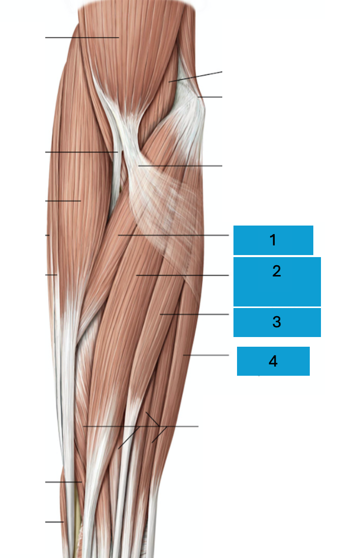 <p>Oppervlakkige ventrale onderarmspieren</p>
