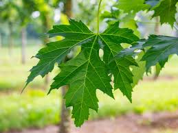 <p>silver maple (extra credit)</p>