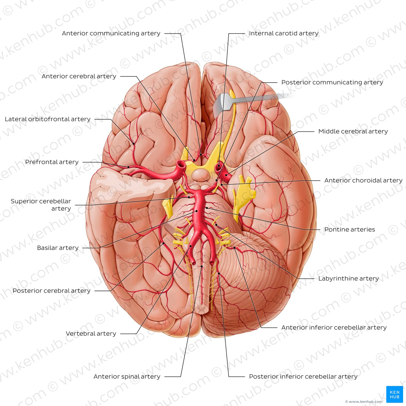 <p>Another method of delivering oxygen-rich blood to the brain. Start as two and then fuse on the mid-line, creating the basilar artery. </p>