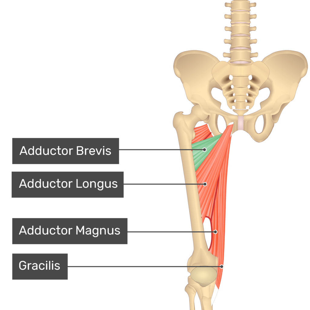 <p>Adductor brevis</p>