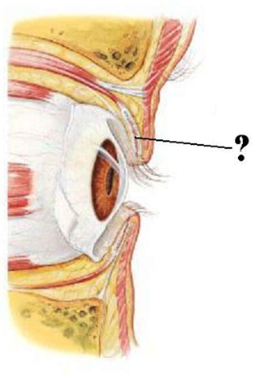 <p>tarsal glands</p>