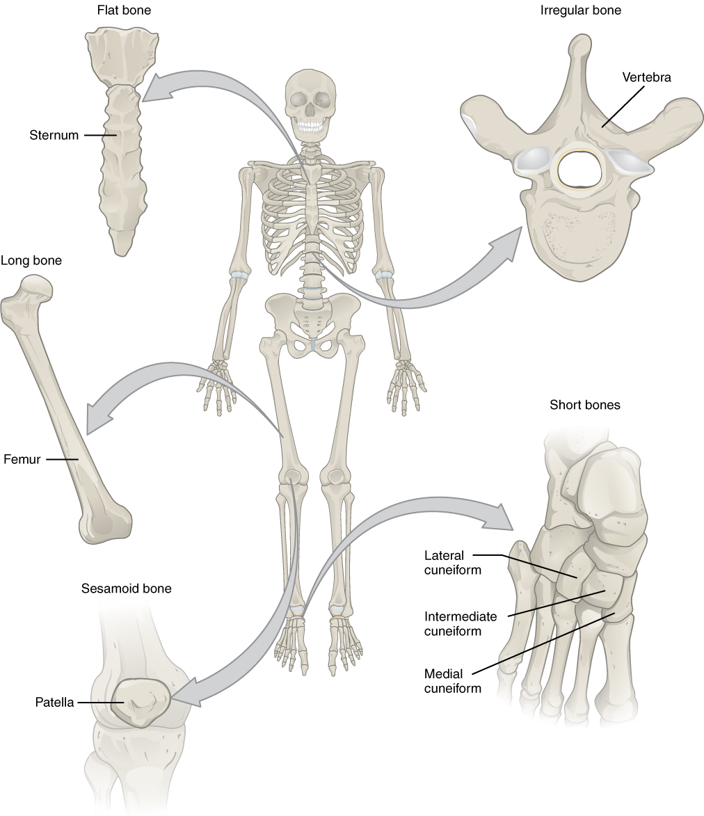 <ul><li><p>FEATURES: complex shape</p></li><li><p>FUNCTIONS: protect internal organs from compressive forces</p></li><li><p>EXAMPLES: vertebrae, facial bones</p></li></ul><p></p>