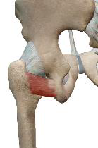 <p>Carré fémoral</p>