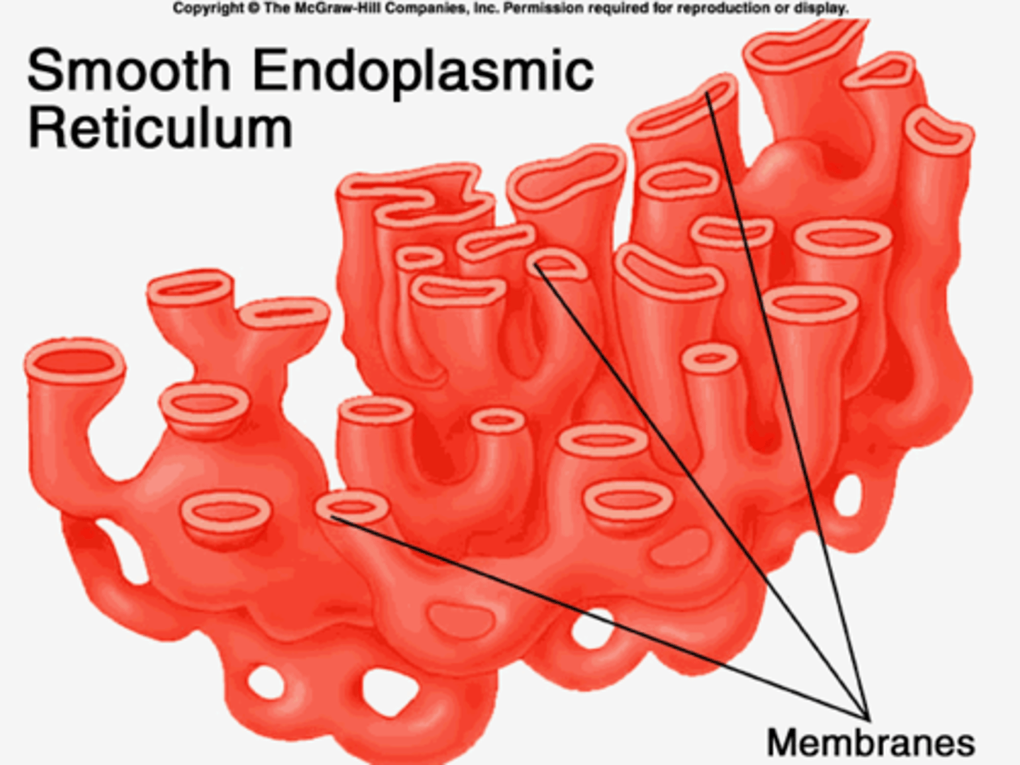 <p>detoxifies the cell and creates the cell membrane</p>