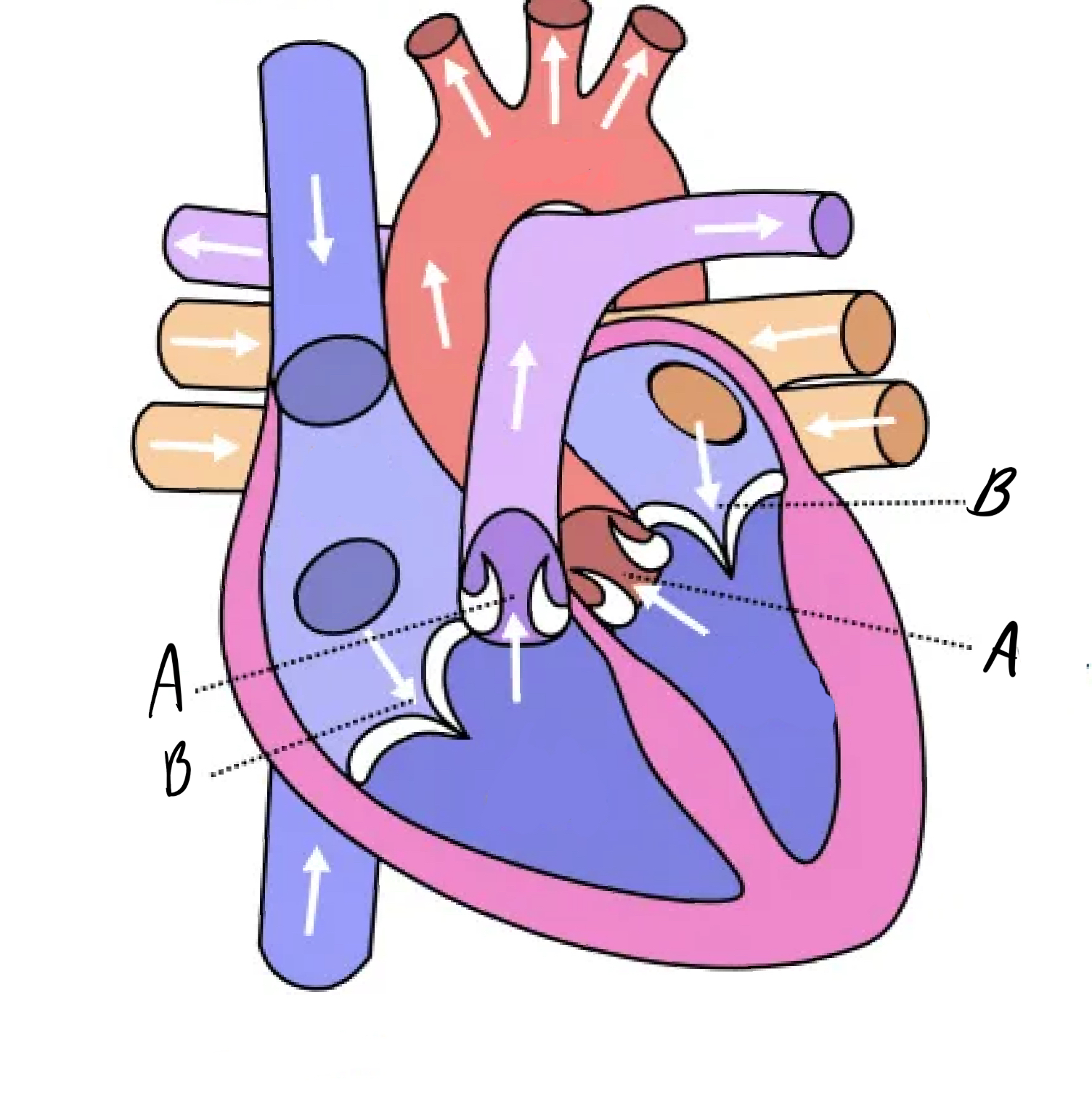 <p>Name parts AB </p>