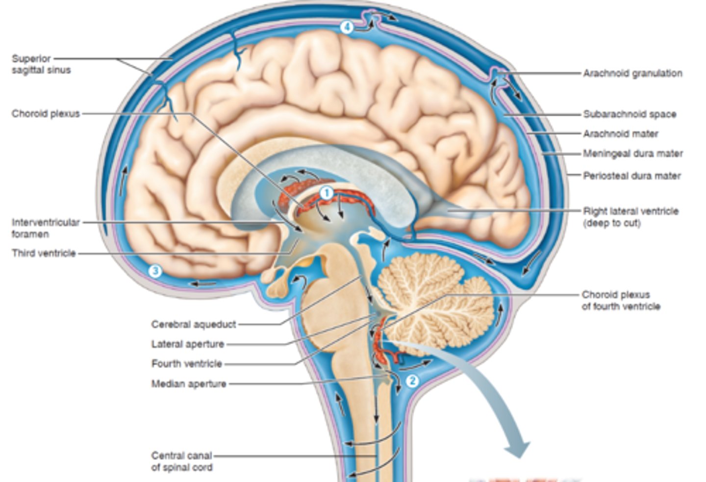 <p>Where it is made: In the choroid plexuses - a network of capillaries and ependymal cells located inside all four ventricles of the brain.</p><p>How it is made: The choroid plexus filters blood plasma and secretes CSF.</p><p>Ependymal cells (special brain cells) actively transport ions and nutrients, drawing water in to form CSF.</p><p>Pathway of CSF Flow:</p><p>1. Lateral ventricles →</p><p>2. Interventricular foramina (of Monro) →</p><p>3. Third ventricle →</p><p>4. Cerebral aqueduct (of Sylvius) →</p><p>5. Fourth ventricle →</p><p>6. Subarachnoid space (around brain and spinal cord) →</p><p>7. Reabsorbed into the dural venous sinuses through arachnoid villi (granulations).</p><p>“Lazy Tigers Chase Fast Spotted Rats”(Lateral → Third → Cerebral aqueduct → Fourth → Subarachnoid → Reabsorbed)</p>