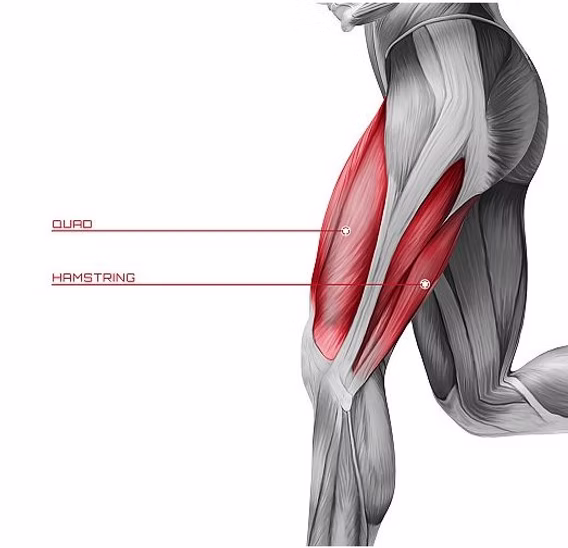 <p>extensor → quad</p>