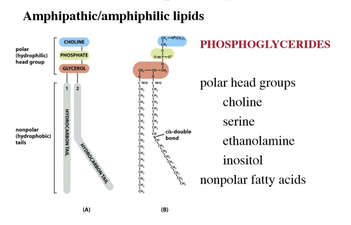 <ul><li><p><mark data-color="rgba(0, 0, 0, 0)" style="background-color: rgba(0, 0, 0, 0); color: inherit;">The primary structural lipids found in eukaryotic cell membranes, consisting of a glycerol backbone esterified to two fatty acids, a phosphate group, and an alcohol</mark></p></li><li><p><span><span>Form the lipid bilayers </span></span></p></li><li><p><span><span>The double bonds make the tails kinked (unsaturated fatty acid)</span></span></p></li></ul><p></p>