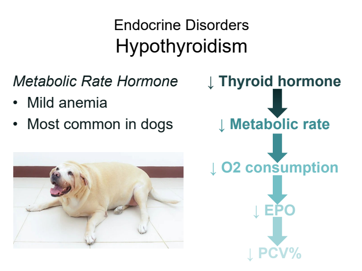 <p>↓ thyroid hormone → ↓ metabolic rate → ↓ O<sub>2</sub> consumption → ↓ EPO → ↓ PCV%</p>