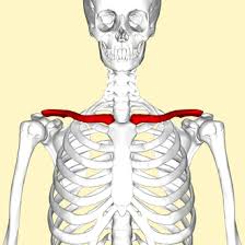 <p>Also known as the collarbone; it connects the arm to the body.</p>