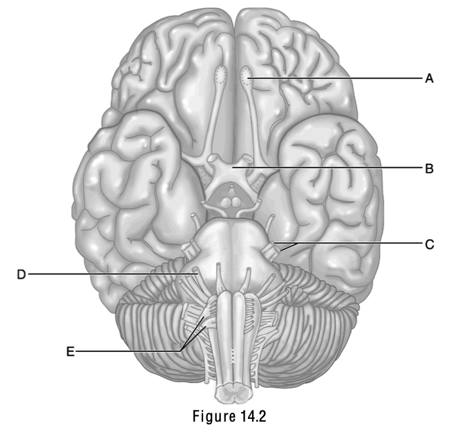 <p>This nerve, whose name bears the fact that it has three major branches, is cranial nerve V.</p>