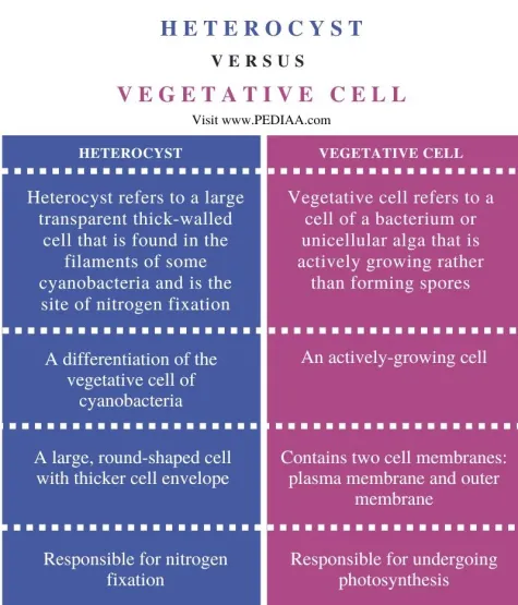 <p>What does it mean for a cell to be vegetative?</p>