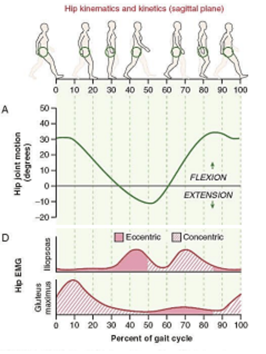 <p>(inferior gluteal nn. L5-S2)</p><p>Stance Phase:</p><p>-eccentric -> decelerate forward momentum</p><p>Pre-swing phase:</p><p>-concentric -> hip extension</p>