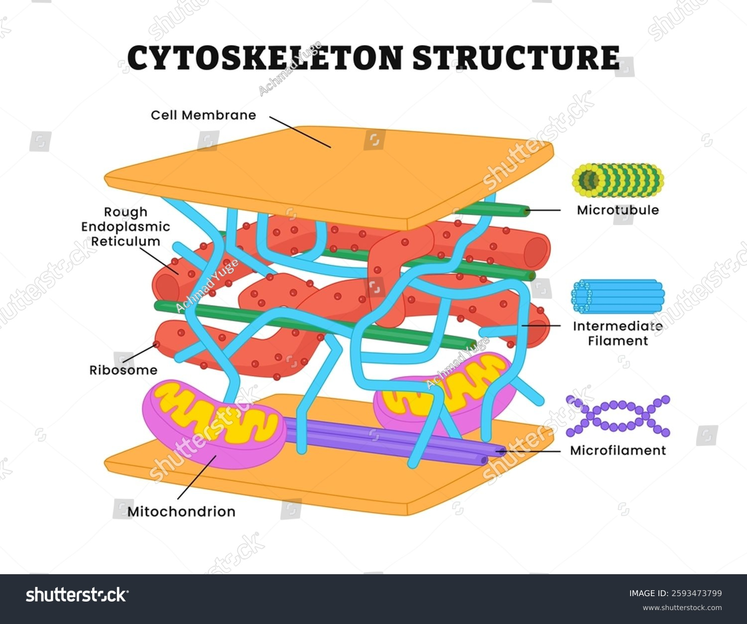 <p><span><strong>The cytoskeleton is located in the cytoplasm of eukaryotic cells, extending from the nucleus to the cell membrane</strong></span></p>