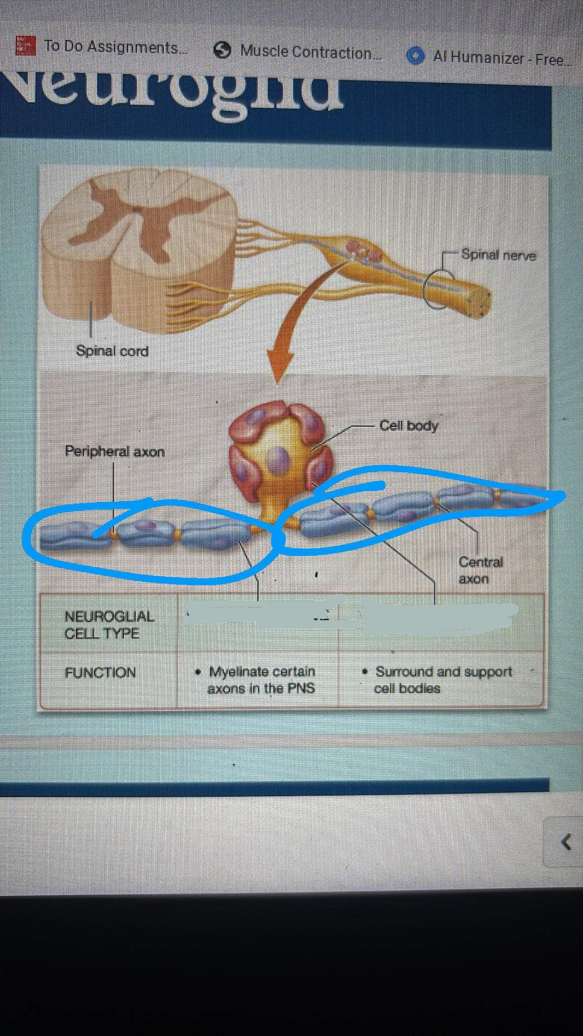 <p>PNS</p><p>repair damaged axons</p><p>aka Schwann cells(protective myelin sheath)</p><p>repair damaged axons</p>