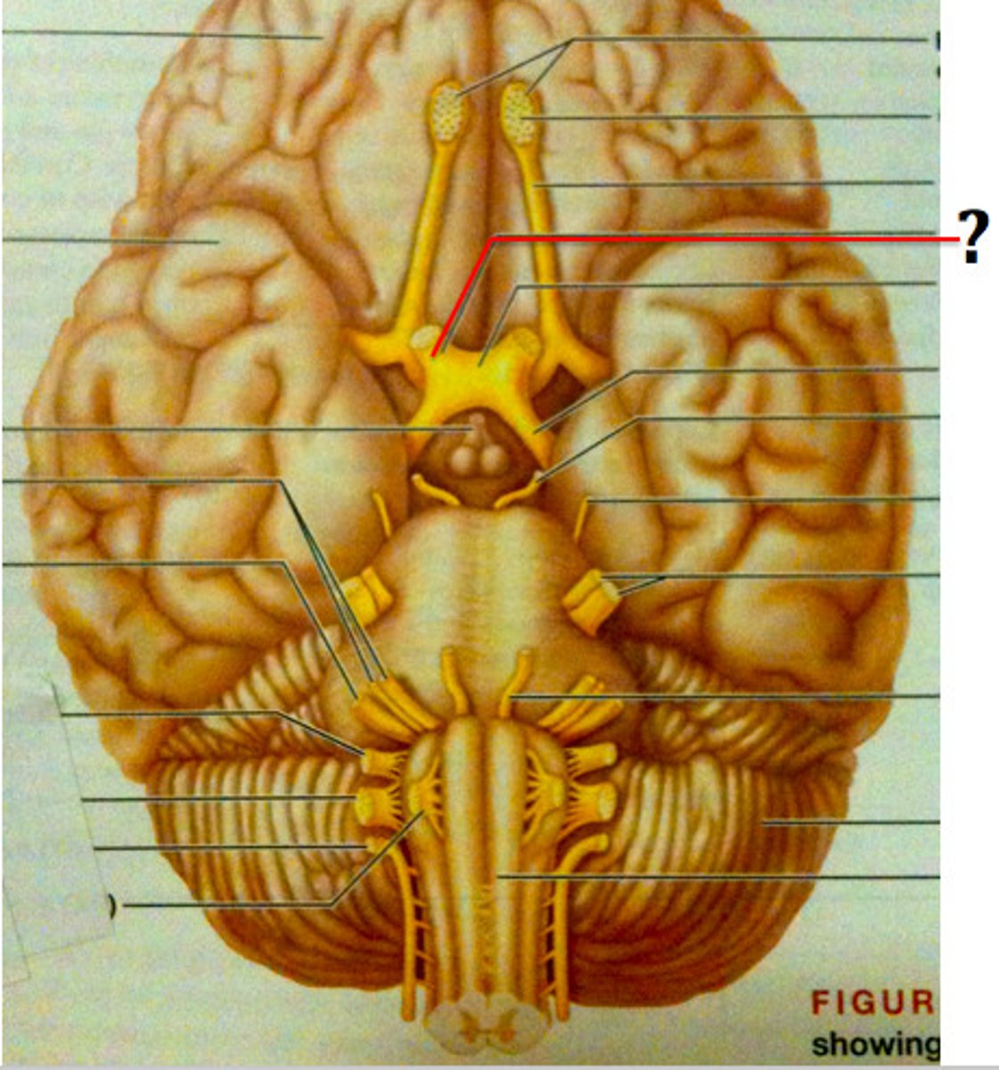<p>identify the nerve</p>