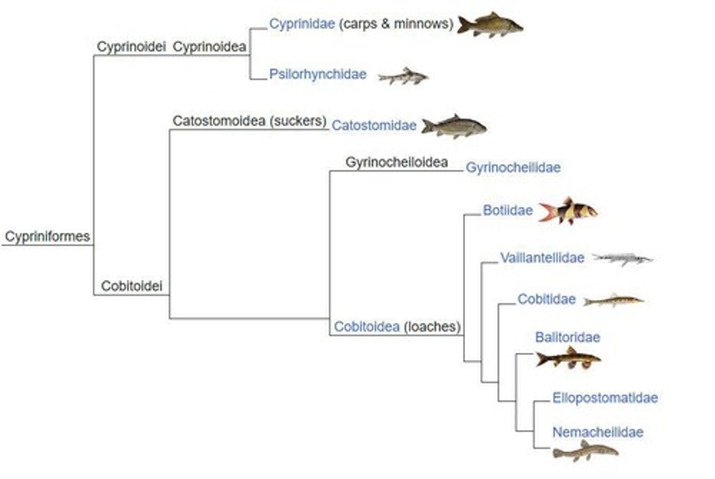 <p>A specialized structure in Cypriniformes that enhances hearing.</p>