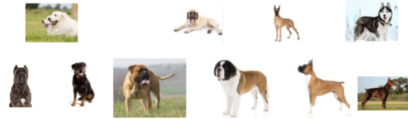 <p>These dogs belong to what breed group?</p>