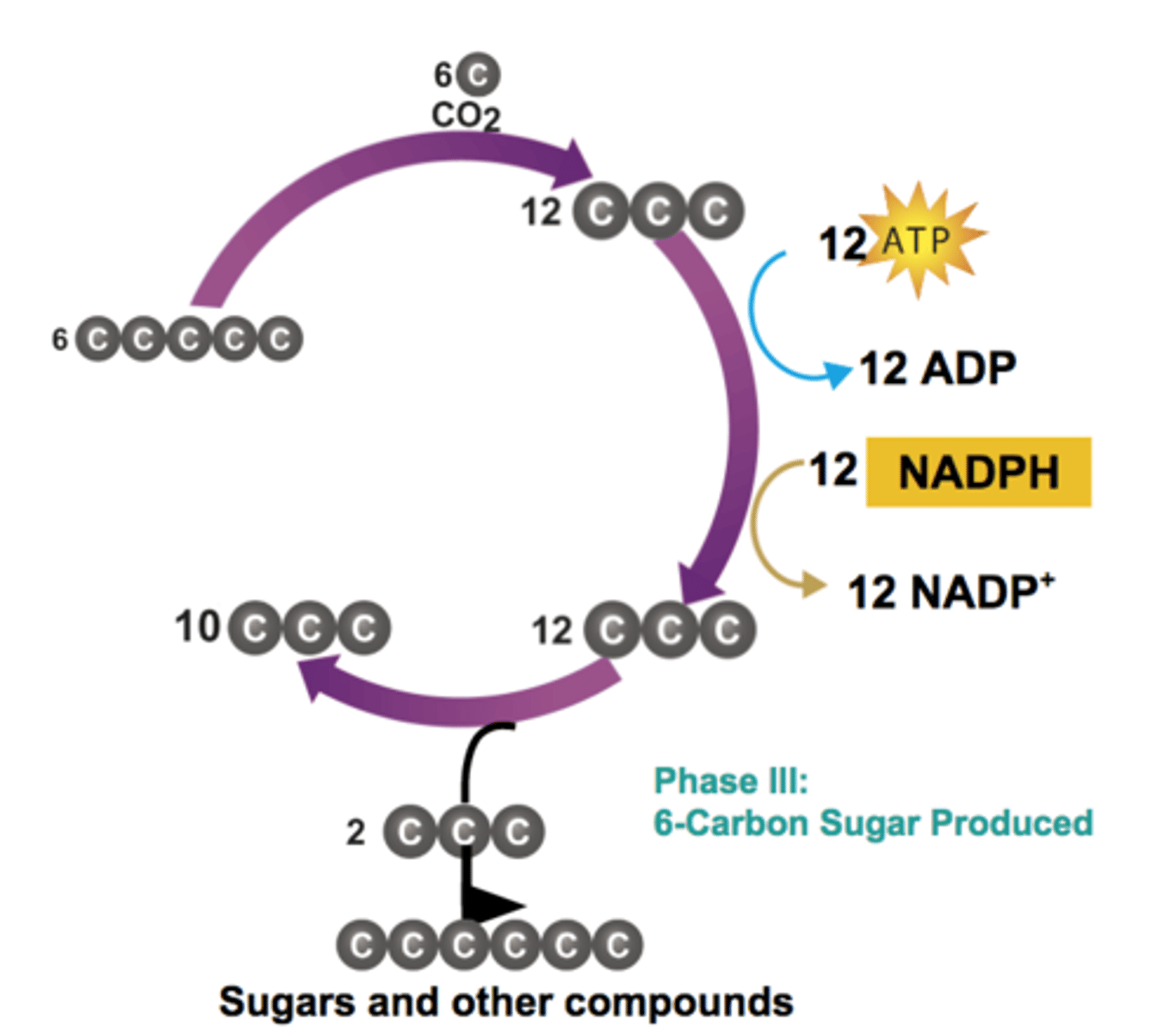 <p>3-carbon sugars are combined to form glucose</p>