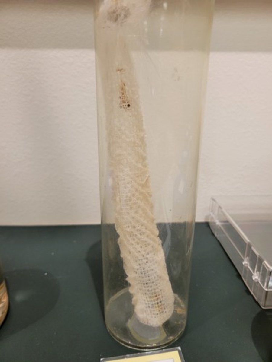 <p>Identify Taxonomy</p>