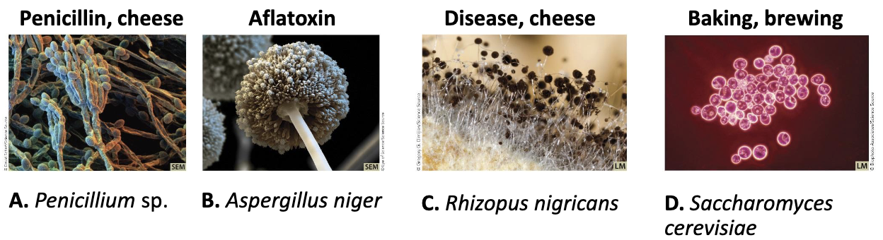 <p>Eukaryal microorganisms: Model organisms</p><ul><li><p><strong><em>Heterotrophic</em></strong>; cell walls of <strong><em>chitin</em></strong>; used to make <strong><em>bread, beer, wine</em></strong></p></li><li><p>Easy, cheap tool to study eukaryotic structures/gene expression</p></li></ul><p></p>