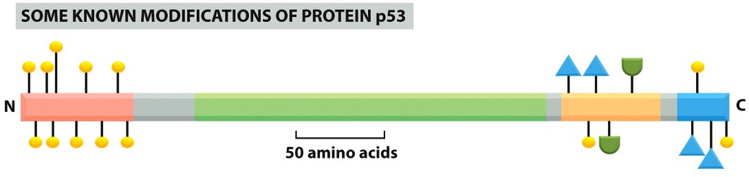 <p>p53 Protein </p>