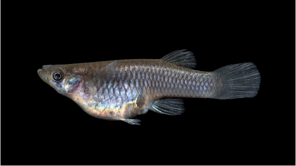 <ul><li><p><em><u>Order</u></em>: Cyprinodontiformes</p></li><li><p><em><u>Family</u></em>: Poeciliidae</p></li><li><p><strong>black suborbital mark present (sometimes)</strong></p></li><li><p><strong>anal fin modified (in males)</strong></p></li></ul><p></p>