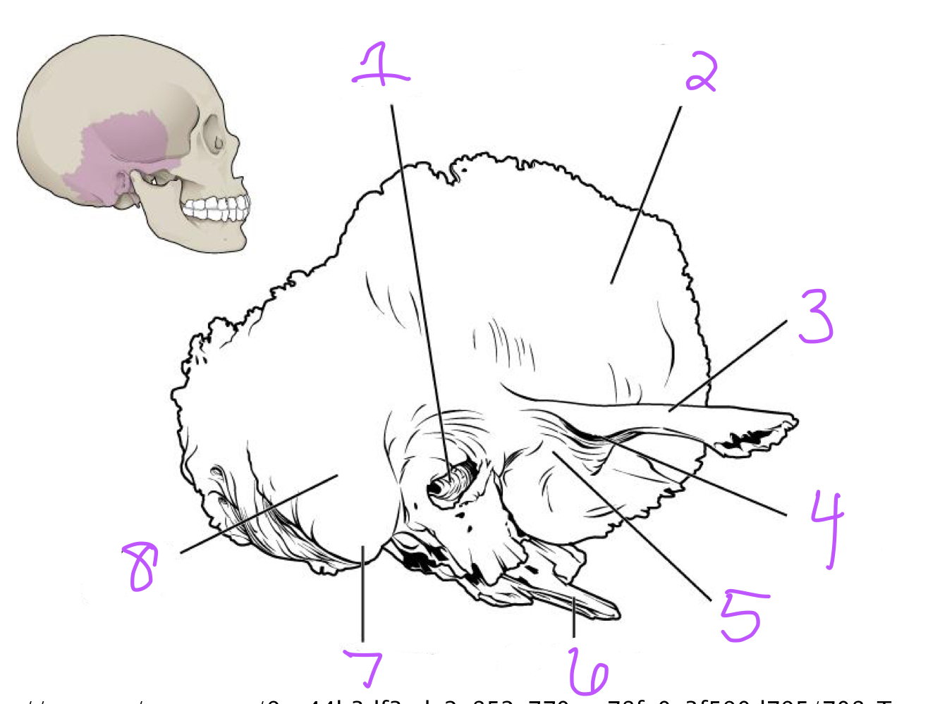 What part of the temporal bone is indicated by number 8 in the image?