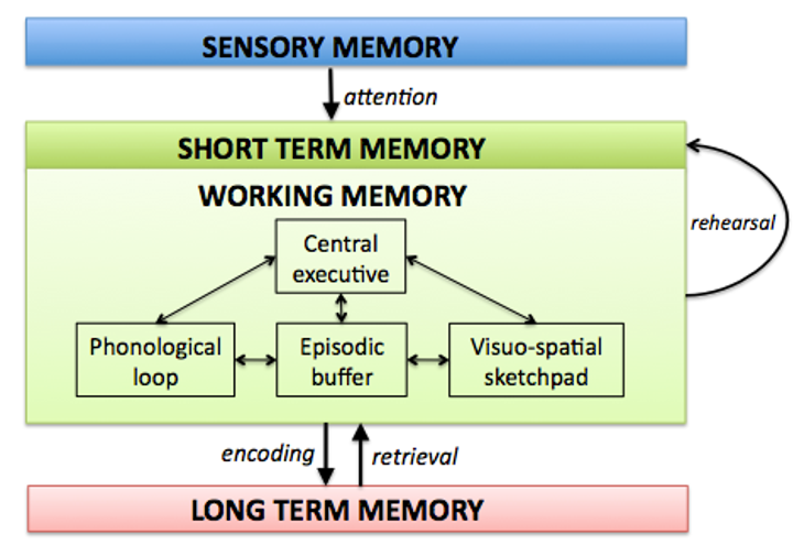 <p>Working memory</p>