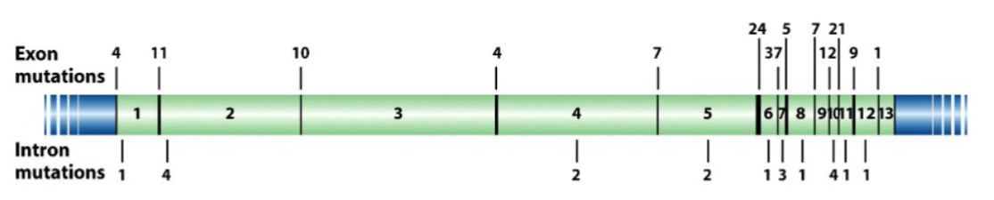 <ul><li><p>PKU: phenylketonuria (chromosome 12)</p></li><li><p>missing enzyme leads to mental deficiency</p></li><li><p>in 1/10000 Caucasians</p></li><li><p>Phenylalanine (Phe, F) <strong>→ </strong>Tyrosine (Tyr, Y)</p></li><li><p>without proper pH phenylalanine produces phenylpyruvic acid</p></li><li><p>build-up of phenylpyruvic acid can interfere w/ nervous system development</p></li><li><p>many possible sites for allelic diversity (PAH gene)</p></li><li><p>mutations in both exons + introns (interfering w/ splicing) can inactivate gene, causing PKU</p></li></ul>