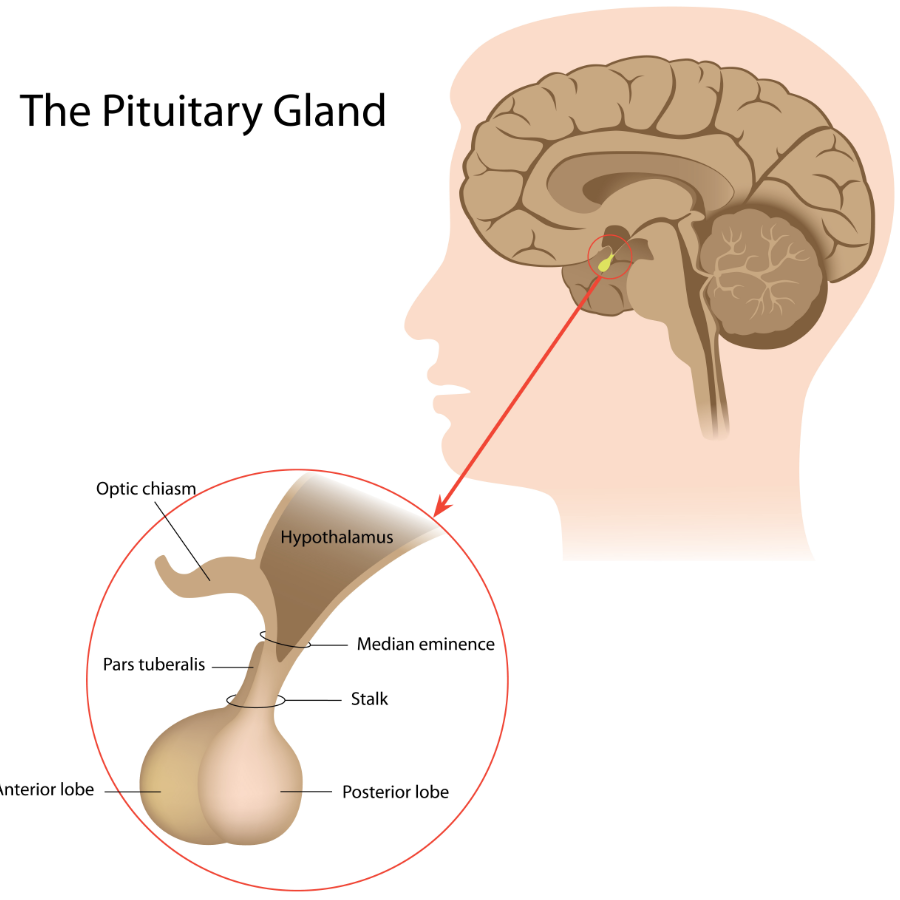 <p>pituitary gland</p>