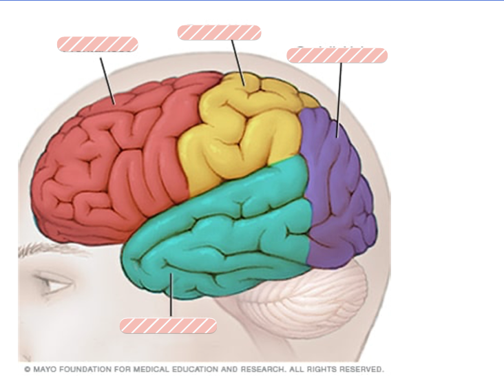 <p>How many lobes in each hemisphere? In total? </p>