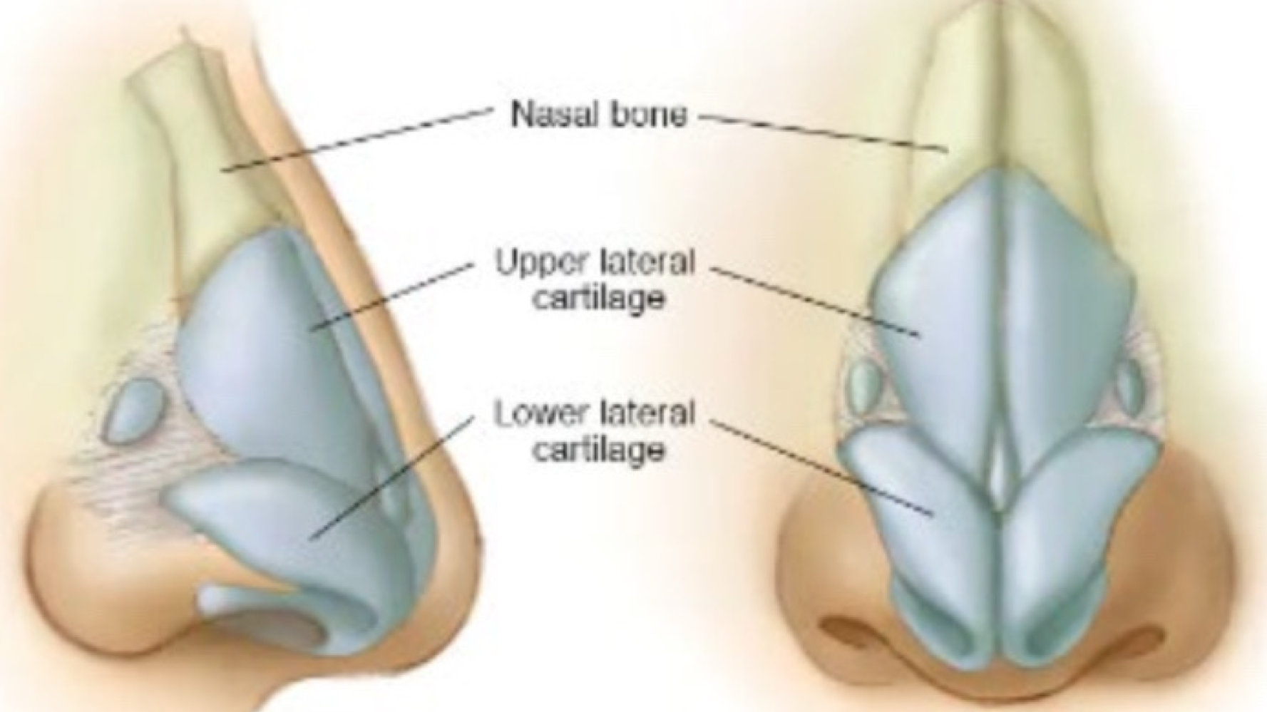 <p>specialized connective tissue often found in the nose and ears for shape </p>